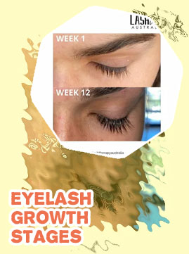 How long is the eyelash growth cycle