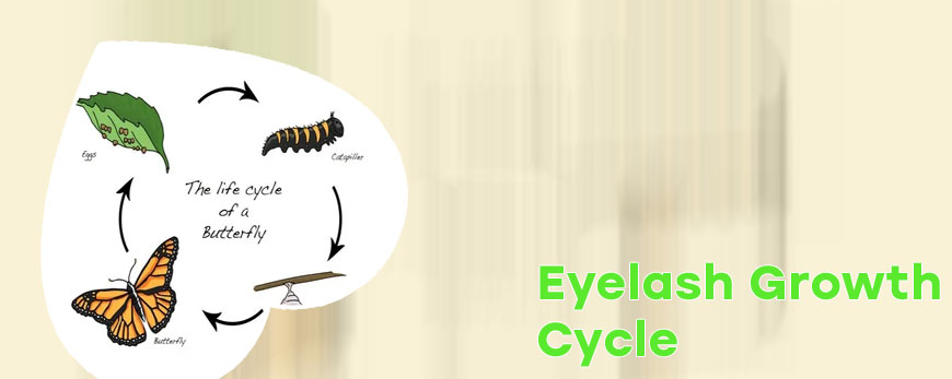 Life cycle of an eyelash